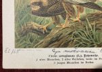 Western Marsh Harrier Bird Antique Print Lithograph Original Art - Image 3