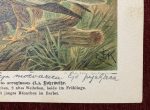 Western Marsh Harrier Bird Antique Print Lithograph Original Art - Image 4