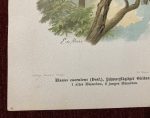 Black Winged Kite Antique Chromolithograph Bird Elanus Caerules - Image 3