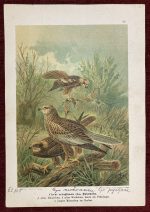 Western Marsh Harrier Bird Antique Print Lithograph Original Art - Image 2