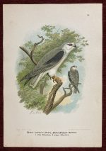 Black Winged Kite Antique Chromolithograph Bird Elanus Caerules - Image 2