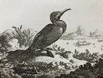 Chinese Cormorant Antique Copperplate 1749 Engraving Duck - Image 4
