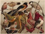Antique Print Birds Stubenvögel Meyers Lexikon 1906
