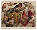 Antique Print Birds Stubenvögel Meyers Lexikon 1906 - Image 2
