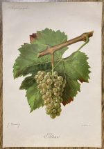 Antique chromolithograph of the altesse wine