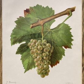 Antique chromolithograph of the altesse wine