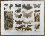 Antique Chromolithograph Waldverderber II