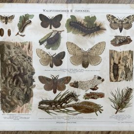 Antique Chromolithograph Waldverderber II