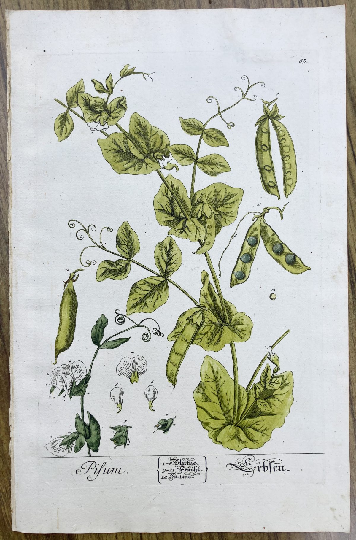 Antique Botanical Print Peas