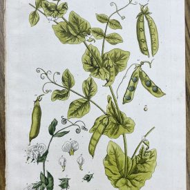 Antique Botanical Print Peas