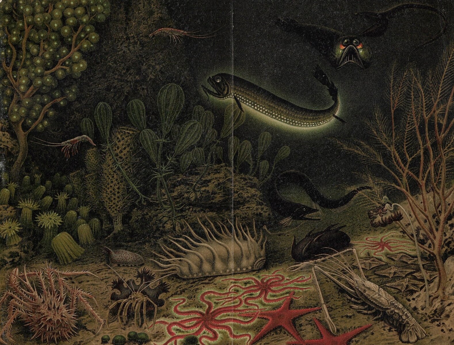 k001-1 Antique Chromolithograph Deep-Sea Creatures Tiefseefauna Meyers Lexikon 1906 - Image 1