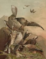 German Falcons Lithograph Ornithology Birds Print