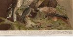 German Falcons Lithograph Ornithology Birds Print - Image 4