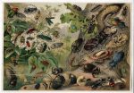 Antique Lithograph Beetles Kafer Meyers Lexikon Print 1906 - Image 2