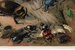 Antique Lithograph Beetles Kafer Meyers Lexikon Print 1906 - Image 3