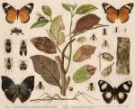 Mimicry Insects Butterflies Print Meyers Lexikon Antique Chromolithograph