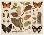Mimicry Insects Butterflies Print Meyers Lexikon Antique Chromolithograph - Image 2