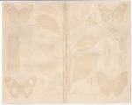 Mimicry Insects Butterflies Print Meyers Lexikon Antique Chromolithograph - Image 3