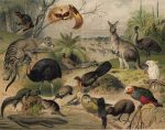 Australian Fauna Print Meyers Lexikon Antique Chromolithograph