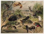 Australian Fauna Print Meyers Lexikon Antique Chromolithograph - Image 3