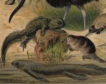 Australian Fauna Print Meyers Lexikon Antique Chromolithograph - Image 2