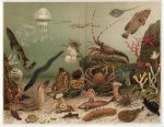 Antique Lithograph Exotic Beetles Kafer Meyers Lexikon 1906 - Image 2