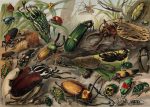 Antique Lithograph Exotic Beetles Kafer Meyers Lexikon 1906