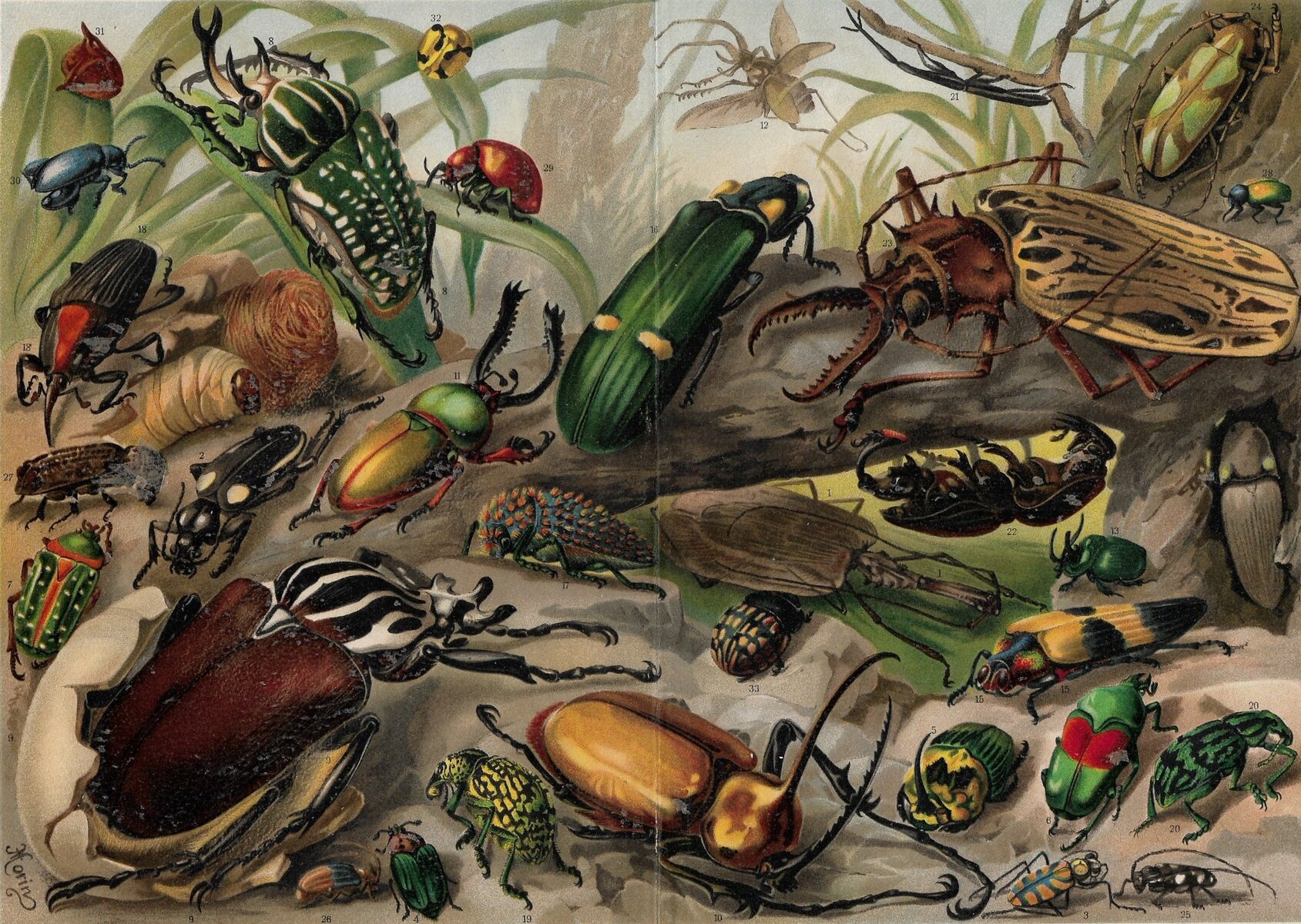 k010-1 Antique Lithograph Exotic Beetles Kafer Meyers Lexikon 1906 - Image 1