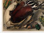 Antique Lithograph Exotic Beetles Kafer Meyers Lexikon 1906 - Image 3