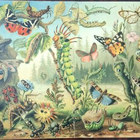 An antique botanical print from the Meyers Lexikon.