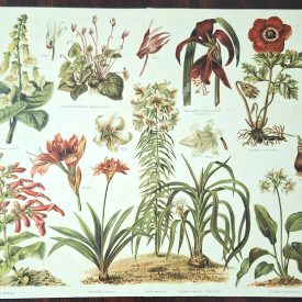 An original antique botanical print from Meyers Lexikon