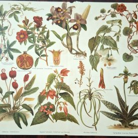 Antique flora print from Meyers Lexikon