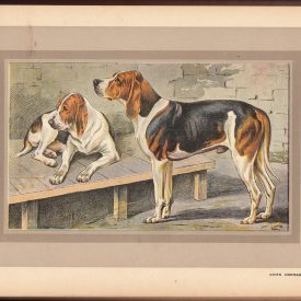 1931 Les Chiens De Chasse Hunting Dogs Breeds Illustrated Sigedon