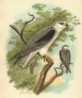 Black Winged Kite Antique Chromolithograph Bird Elanus Caerules