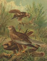 Western Marsh Harrier Bird Antique Print Lithograph Original Art